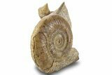 Jurassic Ammonite With Gastropod & Belemnite Fossil - France #244479-2